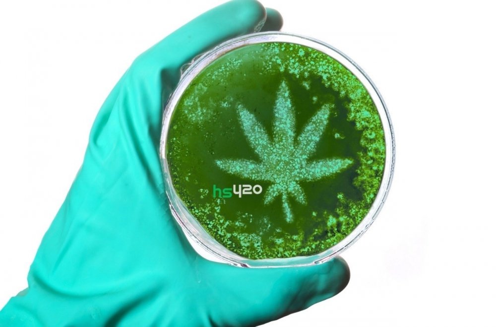 yeast-cannabinoids-2.jpg