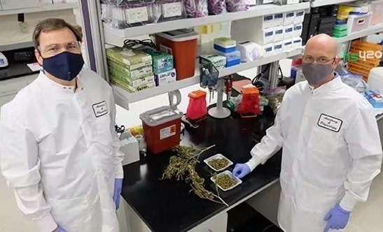 coetzee-kleinhenz-cannabis (1).jpg