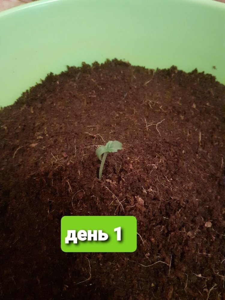 день 1.jpg