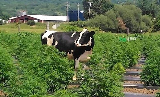 cannabis-cow (1).jpg