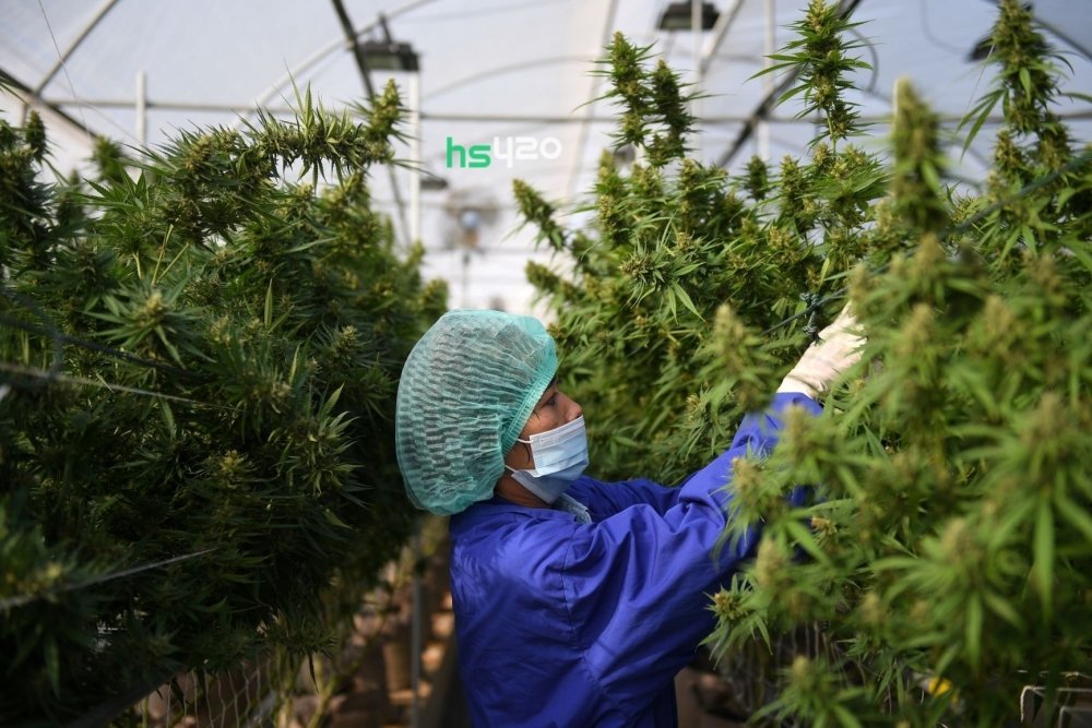 thailand-cannabis-farm (1).jpg