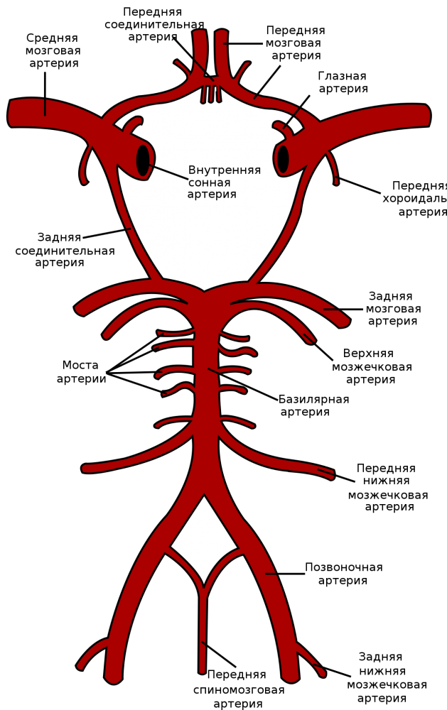 Circle_of_Willis_ru_svg.thumb.png.c0abd91d18c4743387468c3286fe3b50.png