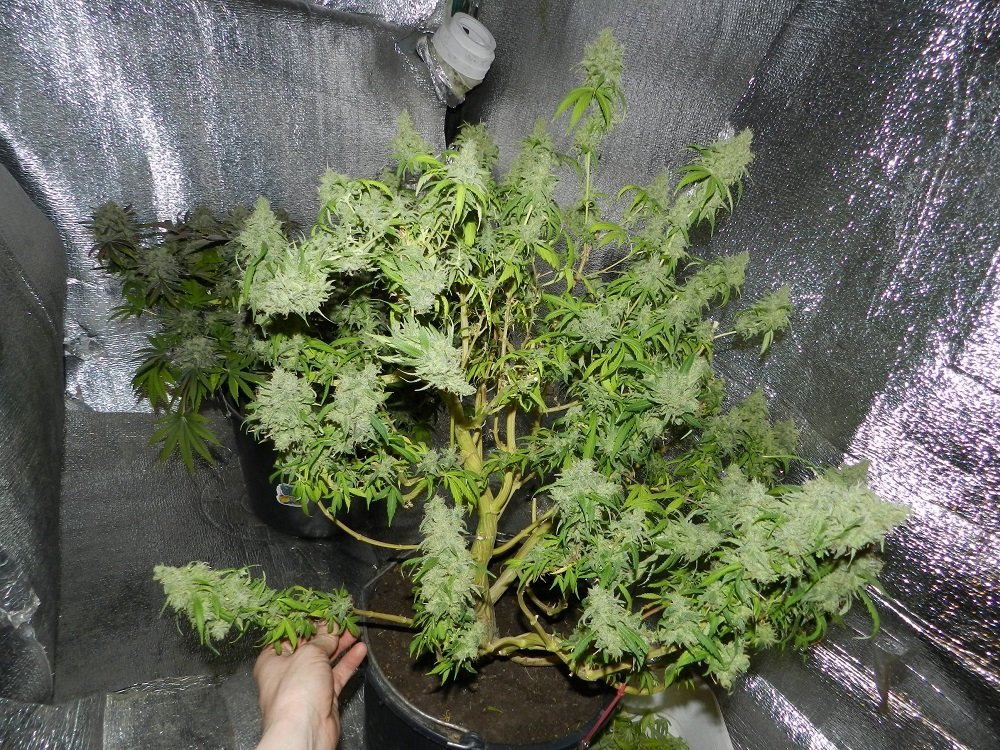 DSCN1529.thumb.JPG.c8a7c712d29b1738eab996975a960d67.JPG