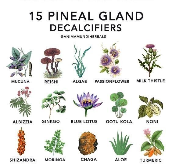 decalcifiers.jpeg