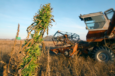 hemp-grow-2.png