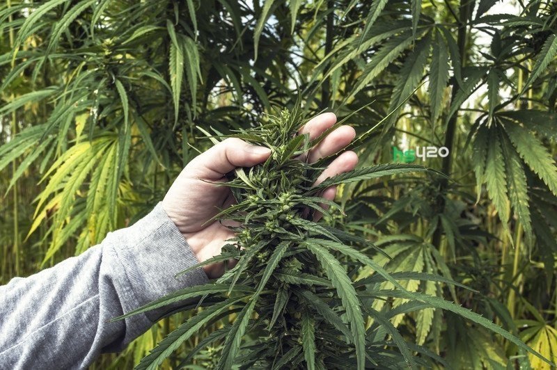 hemp-grow-us-2.jpg