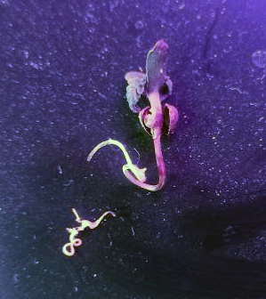 image.thumb.png.781355d3115723149a259ce469577f3b.png