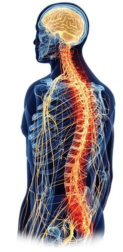 spinal-brainimg4-1d67fc9946.thumb.jpg.001e68ac647ebd4300c5ae6557710fab.jpg