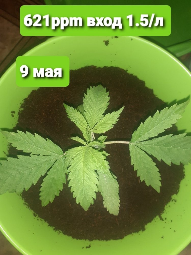 9м — копия.jpg