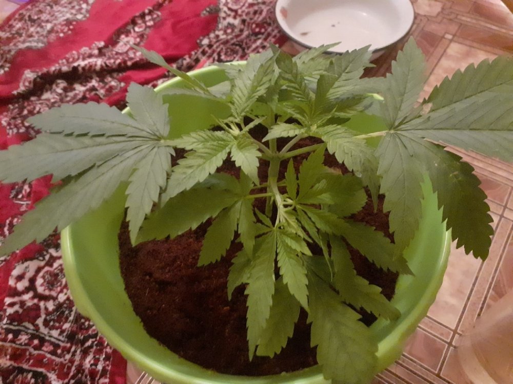 17.03.jpg