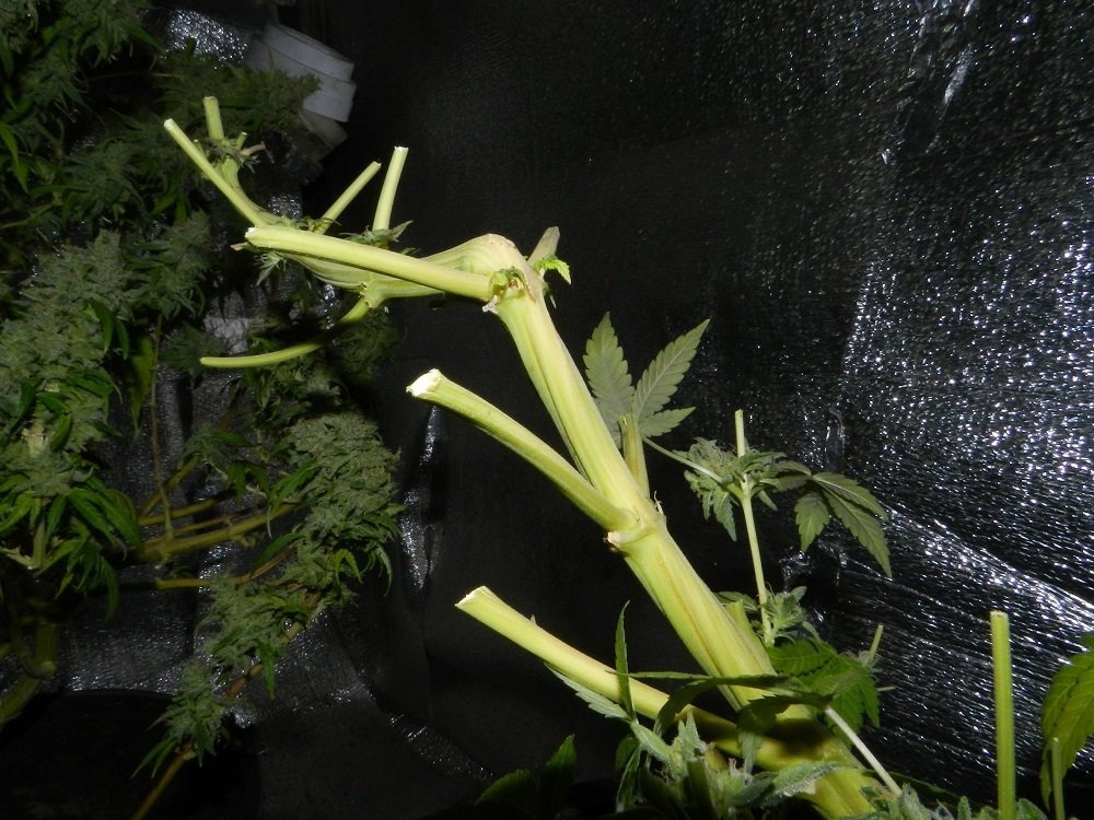 DSCN1598.thumb.JPG.6a3d7483a185475f140256b5d08f3152.JPG
