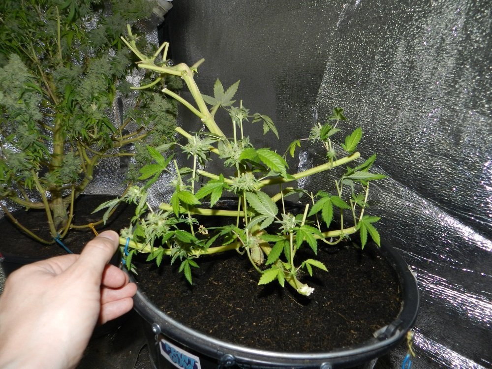 DSCN1600.thumb.JPG.d67220d5e8a368b27b4d9ff9b0ae863f.JPG