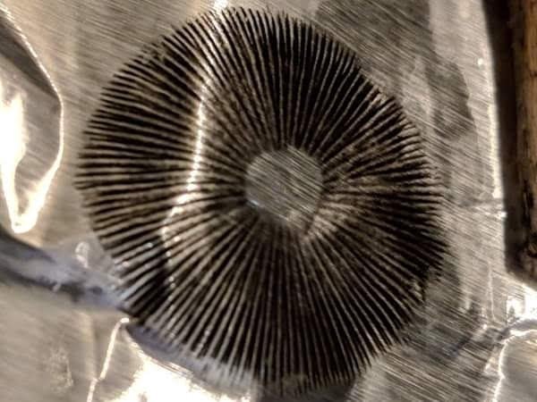 IMG_1546020074040.thumb.jpg.ace463ba442378af9666c5da4f5b5e7f.jpg