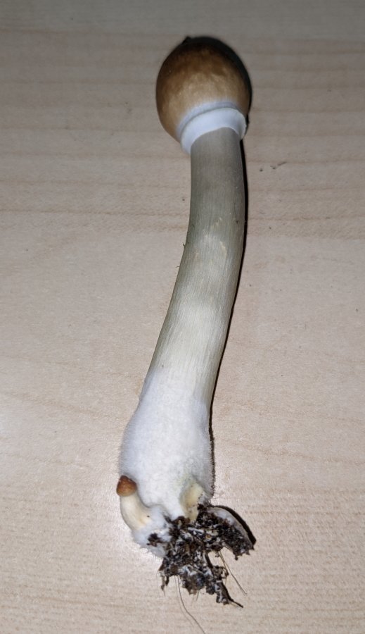 i_love_musrooms.thumb.jpg.c75a0ec8dd0100b1f6659b8f58ef272e.jpg