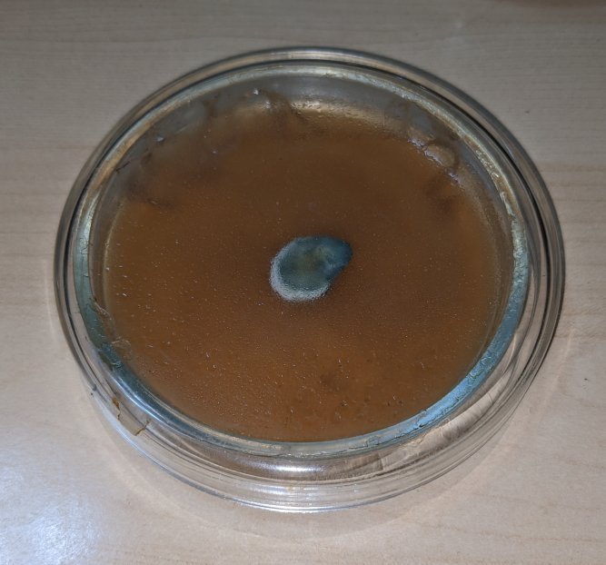 petri_oats.thumb.jpg.b853fc01d14076d41f75a3a8ef388d64.jpg