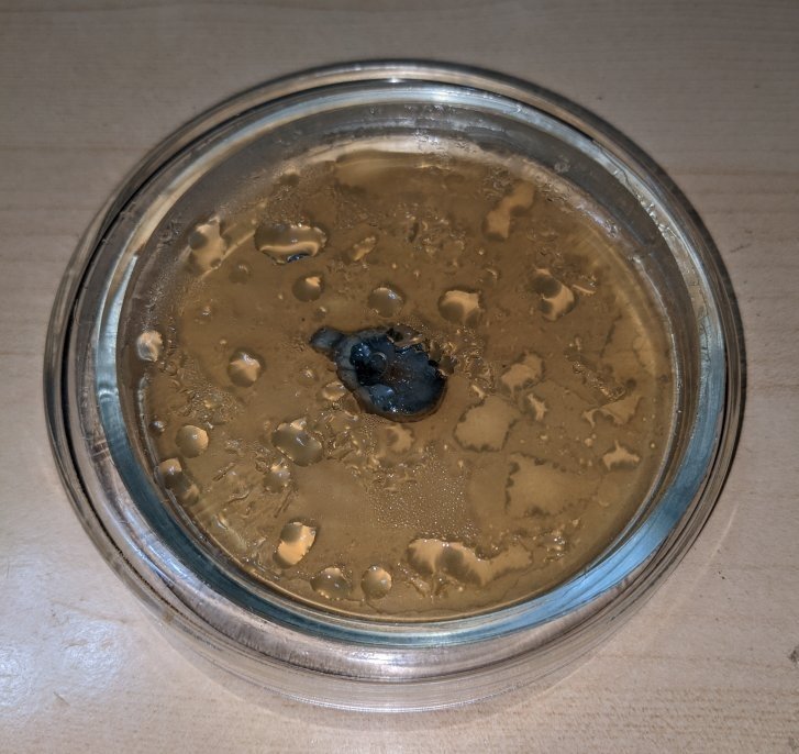 petri_wheat.thumb.jpg.1e556c2aef9761791ad927053d2bd2aa.jpg