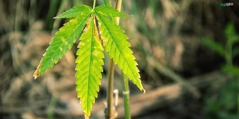 Конопля на листьях желтые пятна как сварить кашу из марихуаны