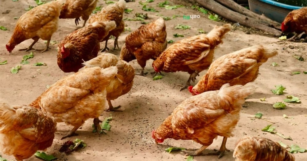 thai-cannabis-chicken-eat (1).jpg