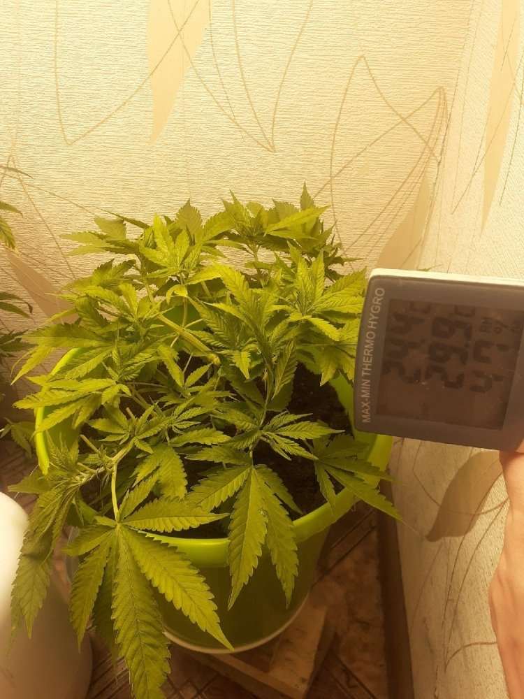 После  2 полива и обрывал иствы.jpg