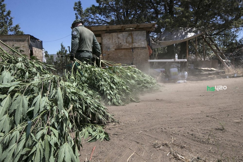cannabis-siskiyou-county (1).jpg
