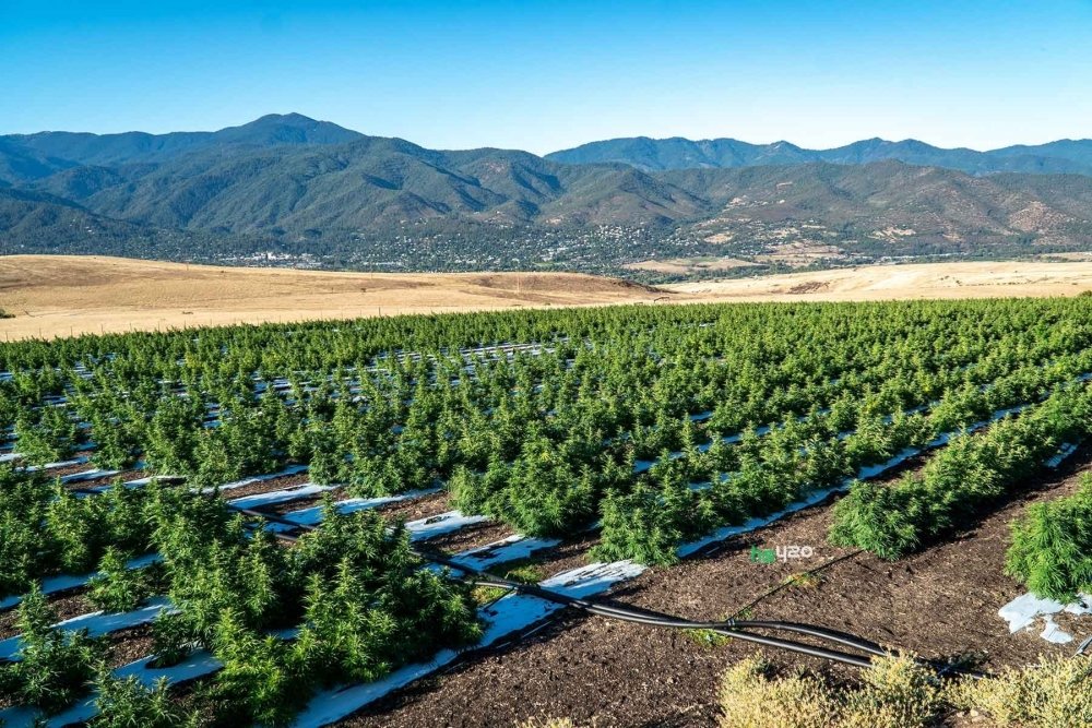 area-420-colorado-cannabis-farm (1).jpg