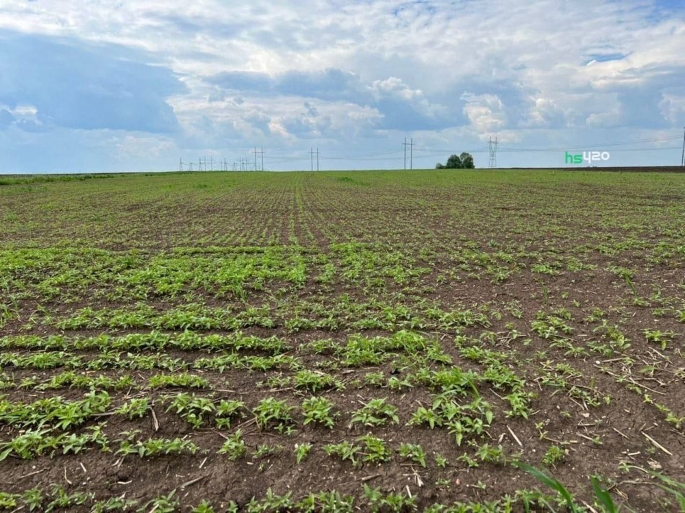 rustehkon-hemp-field (1).jpg