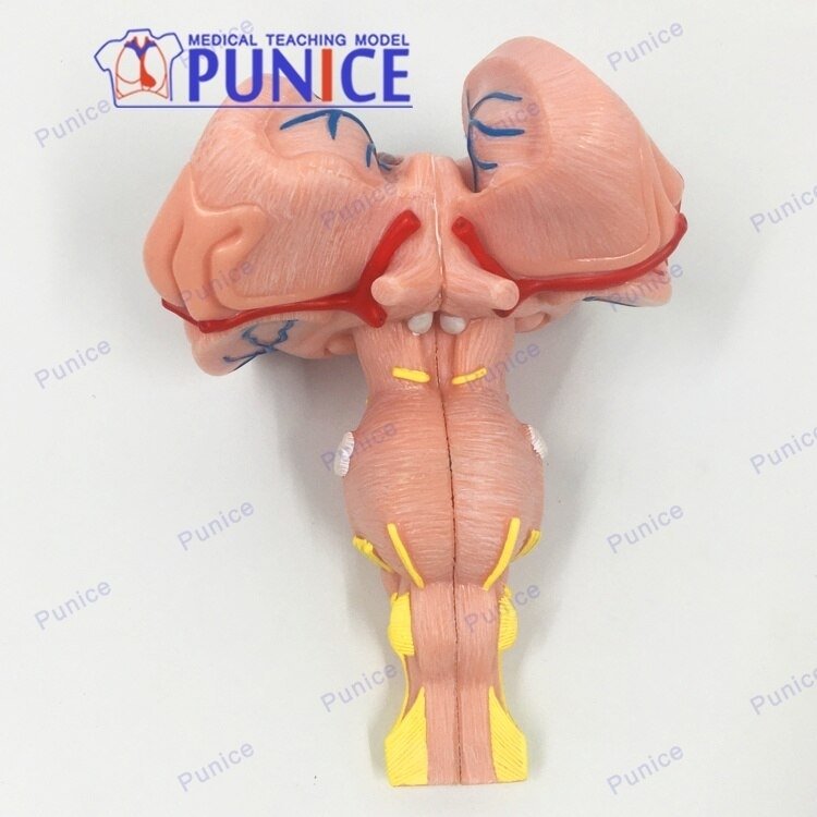 Tronco-cerebral-n-cleo-mesothalamic-modelo-c-rebro-humano-t-lamo-anatomia-do-c-rebro-sistema.thumb.jpg.cb850db3934f22f2a14c67748c29ab05.jpg