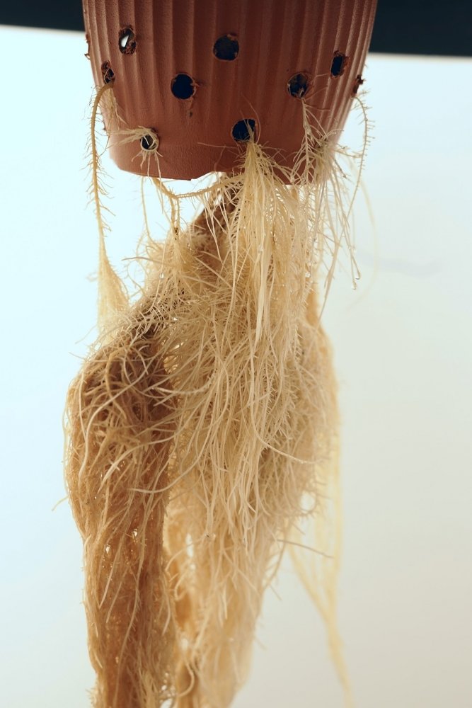 Untitled-15.jpg