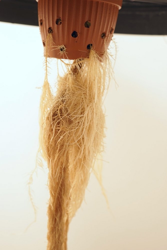 Untitled-16.jpg
