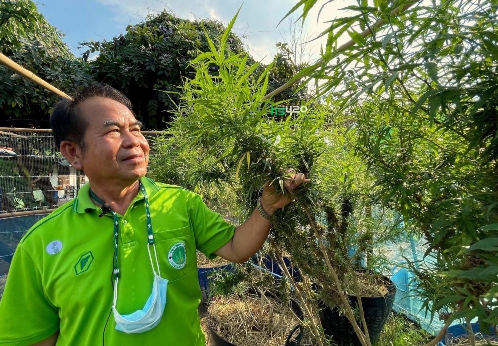 cannabis-thailand-2.jpg