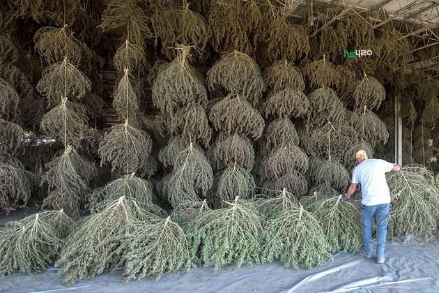 hemp-dry-us-2.jpg