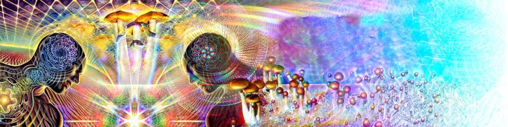 mushrooms-logo-2017-4000x1000.thumb.jpg.7d1294d56fc353aca8d2e58df6745f60.jpg
