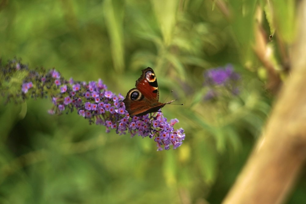 DSC02893.JPG