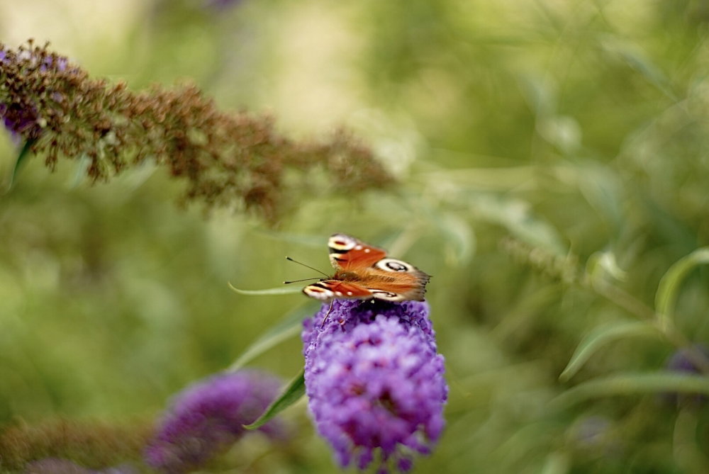 DSC02895.JPG