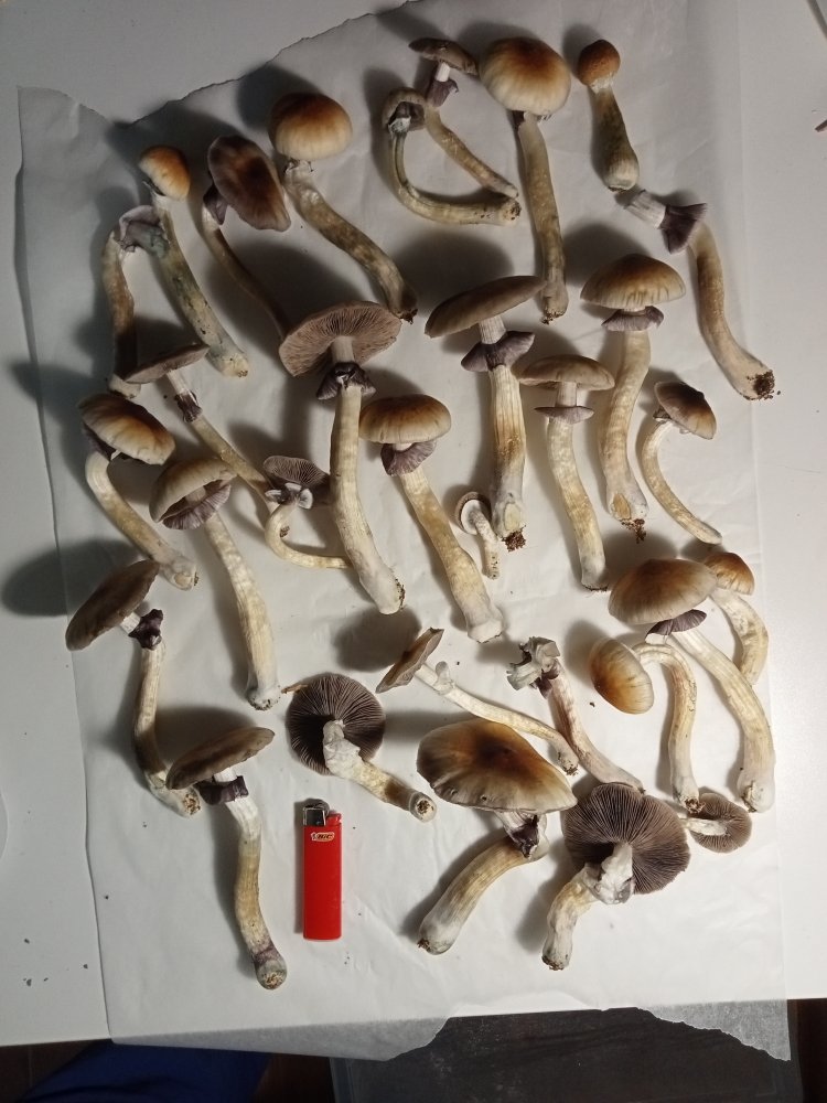 IMG20220708181618.jpg