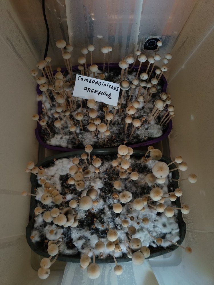 IMG20220731090029_copy_1200x1600.jpg