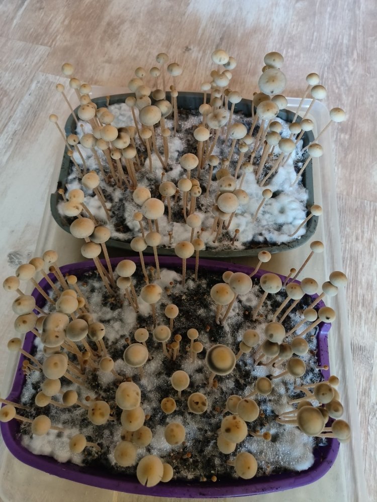 IMG20220731090103_copy_1200x1600.jpg