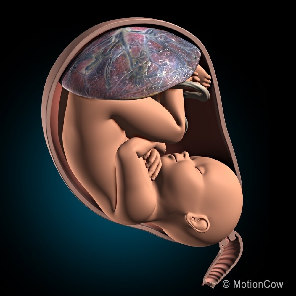 Pregnancy_Fetus_D.jpg3db47507-03ab-4b84-a669-623a7a6fd35bZoom.thumb.jpg.695c5ee1abe6a08cc5fd769a3ef033d6.jpg