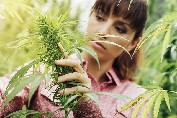 cannabis-grow-woman-2.jpg