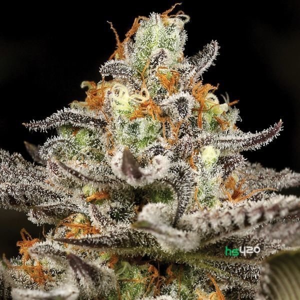sleepy-joe-cannabis-2.jpg