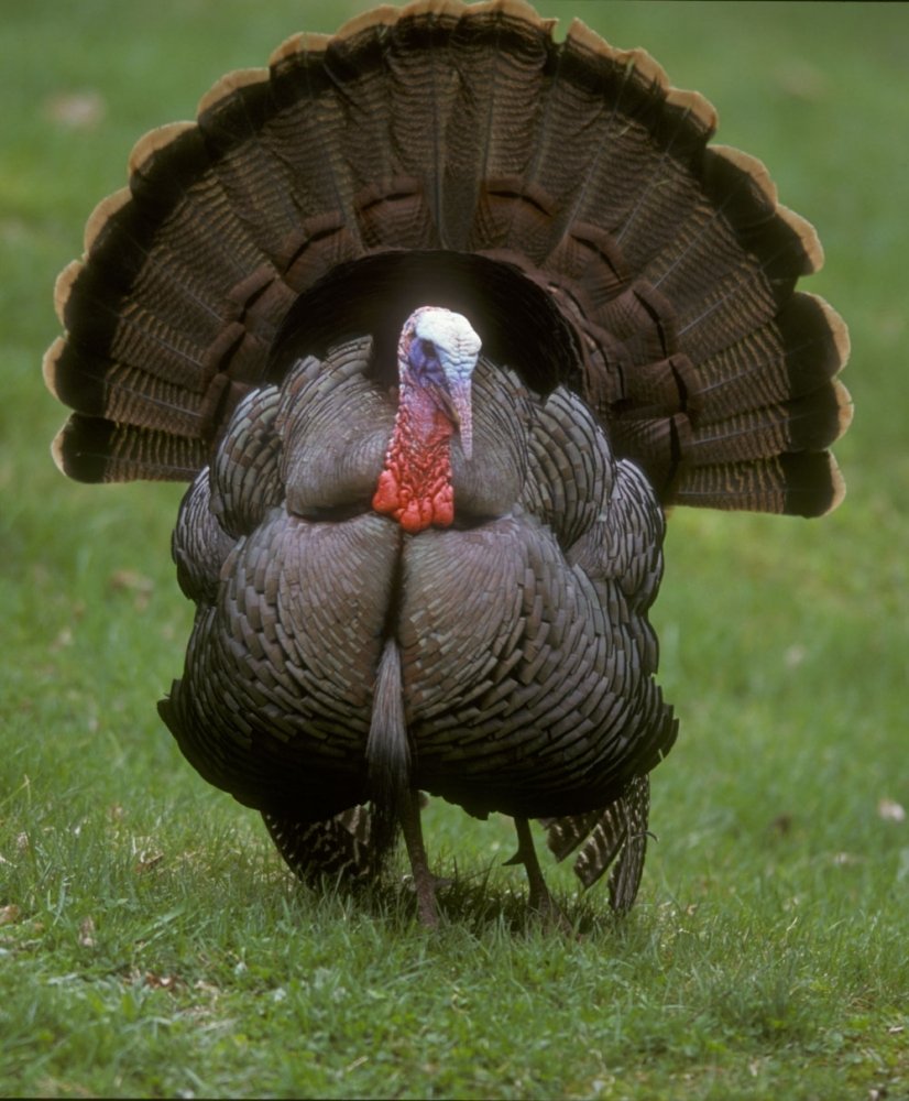 wild_turkey3.thumb.jpg.4413ca785e615e7f3cb4114baf1c19b9.jpg