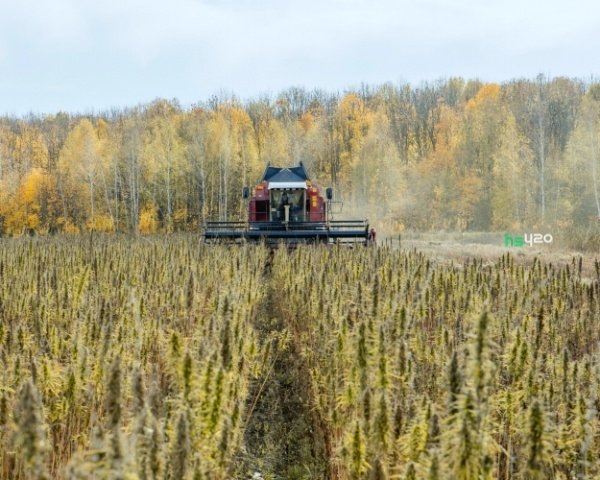 hemp-field (1).jpg