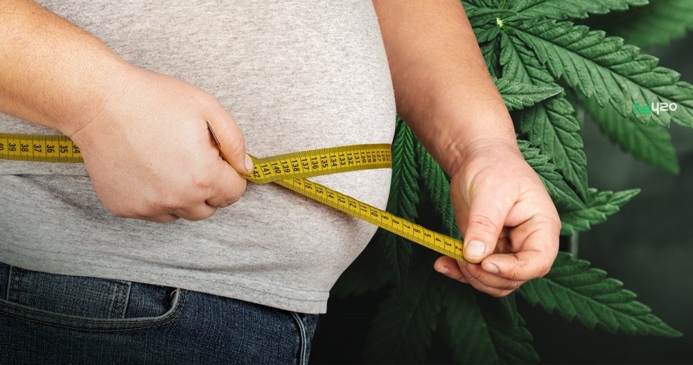 cannabis-against-obesity (1).jpg