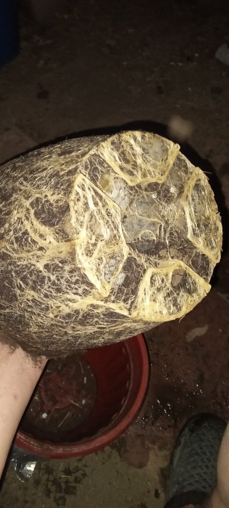 IMG20220731212048.jpg