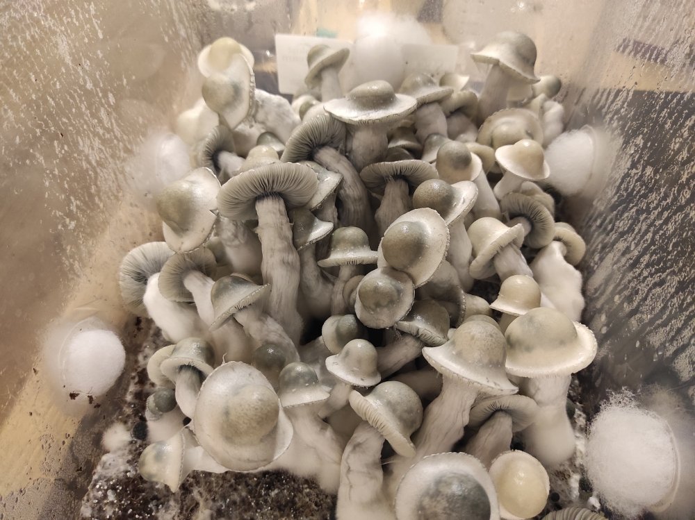 IMG_20220829_235413.thumb.jpg.2e2d1a78d0fcf6386e5ebb31f1bdb17e.jpg