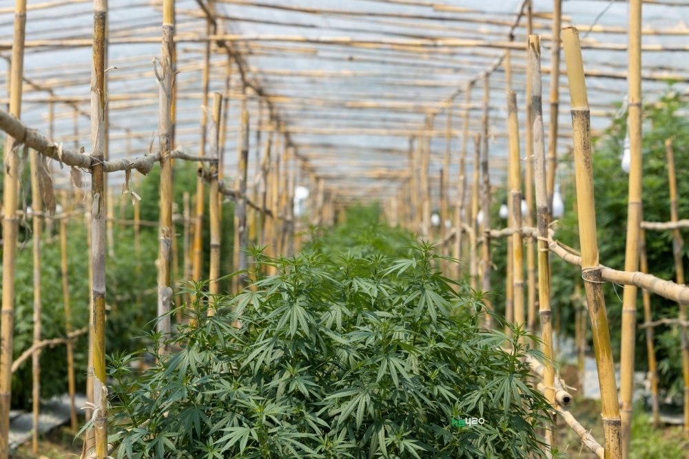 thailand-cannabis-grow (1) (1).jpg