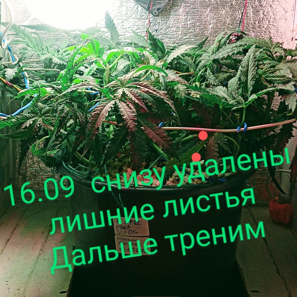 IMG_20220916_172501~4.jpg
