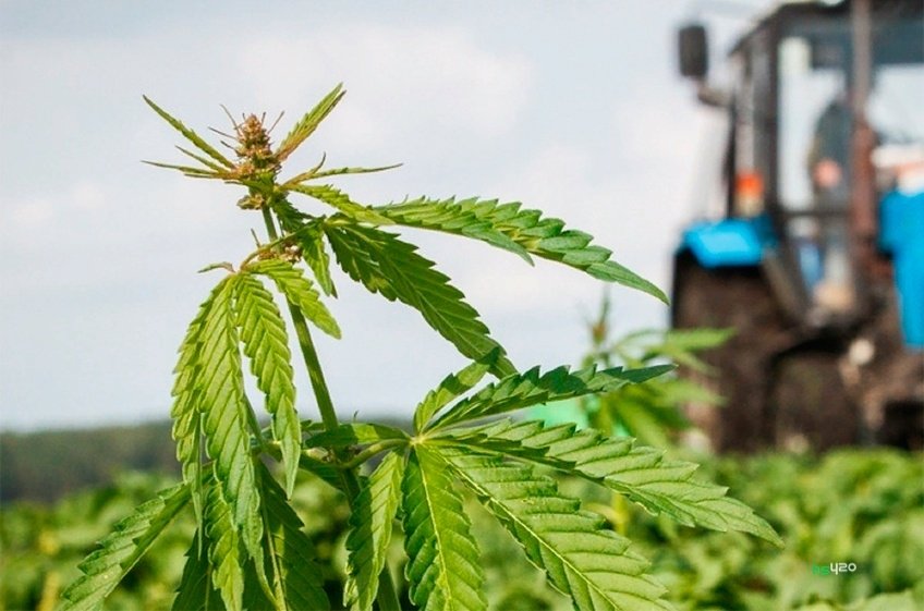 hemp-field (2) (1).jpg
