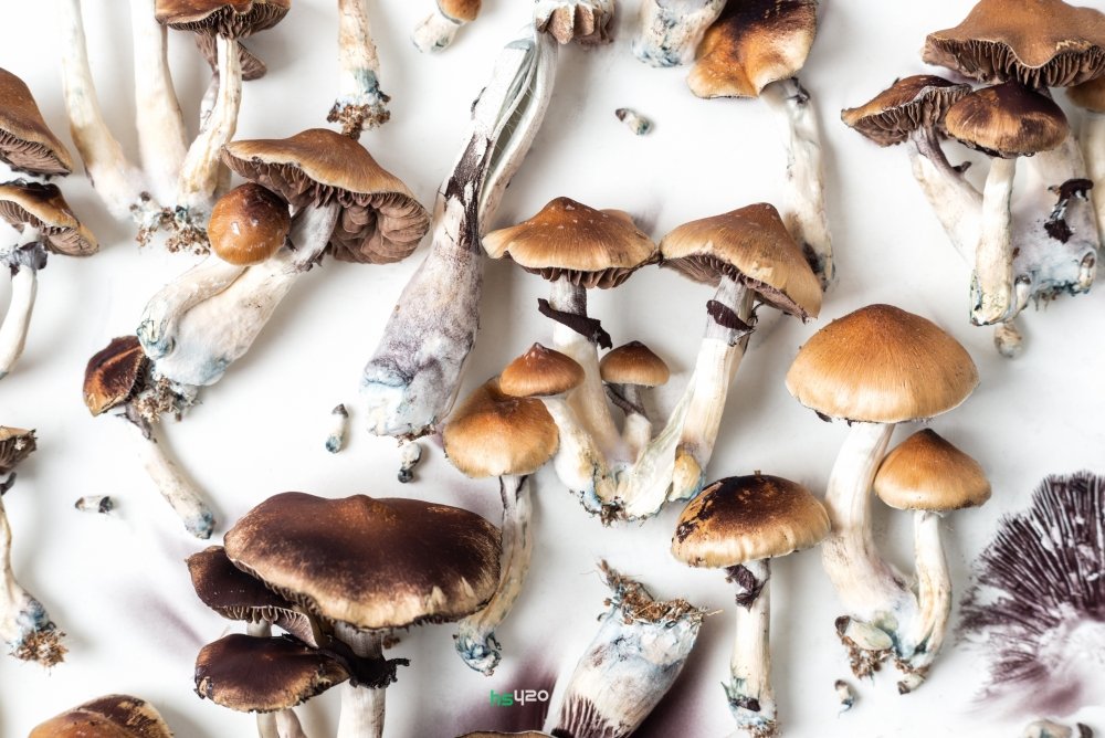 psilocybin-mushrooms-against-alcoholism (1).jpg