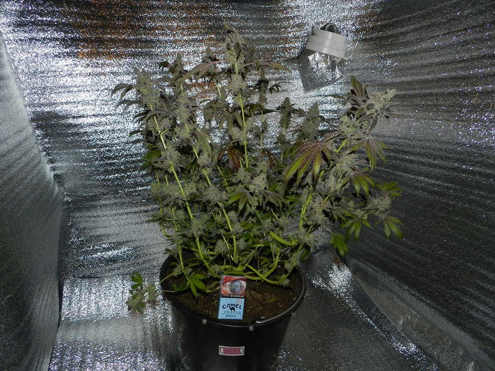 DSCN1827.JPG.bcc2b49fb21878c66243cadbacff9e33.JPG